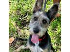 Adopt AVA a Poodle, Cattle Dog