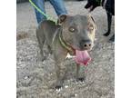 Adopt 56083588 a Pit Bull Terrier, Mixed Breed