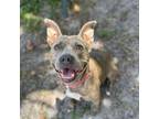 Adopt Sienna a Pit Bull Terrier