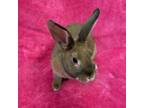 Adopt Beatrix a Bunny Rabbit