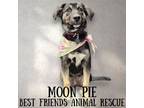 Adopt Moon Pie a Husky, Labrador Retriever