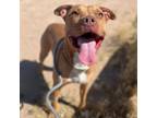 Adopt Fifi a American Staffordshire Terrier
