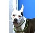 Adopt Goosey a Pit Bull Terrier, Mixed Breed
