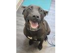 Adopt Millie a Labrador Retriever, Mixed Breed