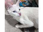 Adopt Linda a Domestic Short Hair