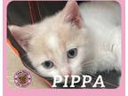 Adopt Pippa a Domestic Short Hair