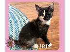 Adopt Iris a Domestic Short Hair