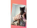 Adopt Starry a Domestic Short Hair