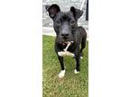 Adopt Midnight a Pit Bull Terrier, Boxer