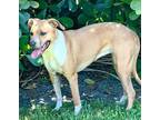 Adopt Charmander (JoJo) a Rhodesian Ridgeback, Terrier