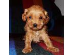 Cavapoo Puppy for sale in Nashville, TN, USA