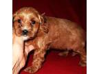 Cavapoo Puppy for sale in Nashville, TN, USA