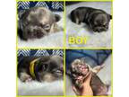 French Bulldog Puppy for sale in Plumas Lake, CA, USA