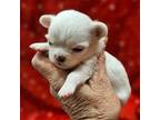 Chihuahua Puppy for sale in Goodyear, AZ, USA