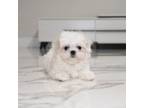 Maltese Puppy for sale in Los Angeles, CA, USA