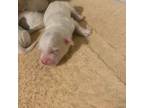 Maltipoo Puppy for sale in Prescott, AZ, USA