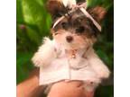 Yorkshire Terrier Puppy for sale in Kalamazoo, MI, USA