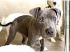 Adopt MCDREAMY a Pit Bull Terrier, Mixed Breed