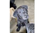 Adopt LIONEL a Labrador Retriever, Mixed Breed
