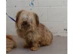 Adopt RESCUE PARTNER ONLY: HERMAN a Havanese