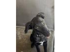 Adopt COAL a Labrador Retriever, Mixed Breed