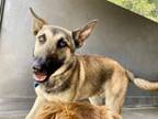 Adopt OSWALD a German Shepherd Dog
