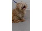 Adopt RESCUE PARTNER ONLY: HARVEY a Havanese
