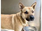 Adopt CHIP a German Shepherd Dog, Mixed Breed