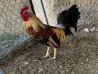 Adopt A534898 a Chicken