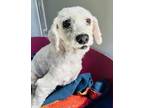Adopt CHESTER a Poodle