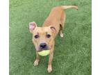 Adopt OAKLEY a Staffordshire Bull Terrier, Black Mouth Cur