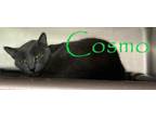 Adopt COSMO a Domestic Short Hair