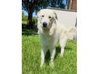 Adopt Venti a Great Pyrenees