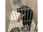 Adopt Curley a Black Labrador Retriever