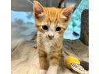 Adopt Pringle Kitten Singleton a Domestic Medium Hair