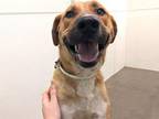 Adopt CHATO a German Shepherd Dog, Pit Bull Terrier