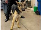 Adopt TURNER a German Shepherd Dog