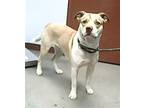 Adopt ANTIOPE a Pit Bull Terrier, Mixed Breed