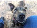 Adopt PETEY a Pit Bull Terrier, Basset Hound
