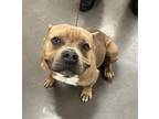 Adopt TOAD a Staffordshire Bull Terrier