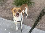 Adopt CHANCE a Pit Bull Terrier, Mixed Breed
