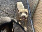Adopt BIG IRON a Pit Bull Terrier