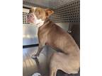 Adopt SNEAKERS a Pit Bull Terrier, Mixed Breed