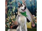 Adopt Leroy a Husky