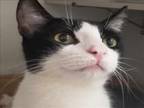 Adopt DAMONTE a Domestic Short Hair