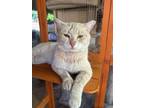 Adopt Frosty Hue a Tabby, Domestic Short Hair