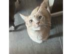 Adopt Oliver Larsson a Tabby, Domestic Short Hair