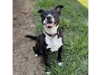 Adopt ZOOLANDER a Pit Bull Terrier