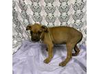 Adopt MINT CHIP a American Staffordshire Terrier, Mixed Breed