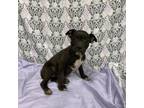 Adopt ROCKY ROAD a American Staffordshire Terrier, Mixed Breed